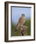 Common kestrel (Falco tinnunculus) male perched on a branch, Valencia, Spain, February-Loic Poidevin-Framed Photographic Print