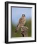 Common kestrel (Falco tinnunculus) male perched on a branch, Valencia, Spain, February-Loic Poidevin-Framed Photographic Print