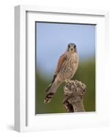 Common kestrel (Falco tinnunculus) male perched on a branch, Valencia, Spain, February-Loic Poidevin-Framed Photographic Print