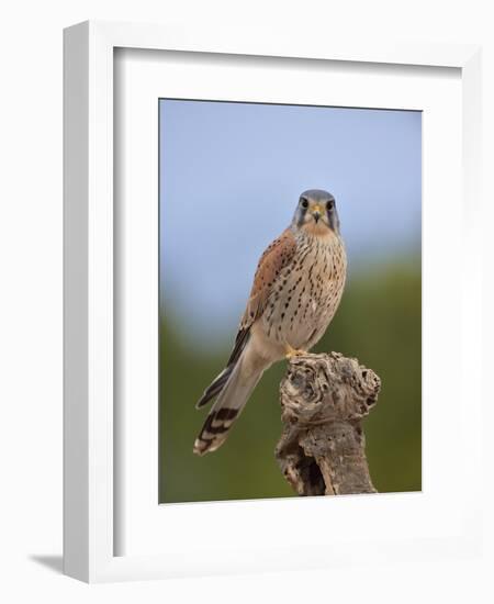 Common kestrel (Falco tinnunculus) male perched on a branch, Valencia, Spain, February-Loic Poidevin-Framed Photographic Print