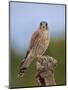 Common kestrel (Falco tinnunculus) male perched on a branch, Valencia, Spain, February-Loic Poidevin-Mounted Photographic Print