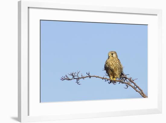 Common Kestrel Female at Rest-null-Framed Photographic Print