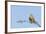 Common Kestrel Female at Rest-null-Framed Photographic Print
