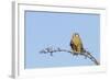 Common Kestrel Female at Rest-null-Framed Photographic Print