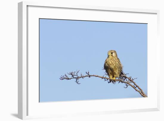 Common Kestrel Female at Rest-null-Framed Photographic Print