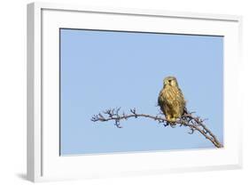 Common Kestrel Female at Rest-null-Framed Photographic Print