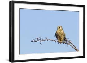 Common Kestrel Female at Rest-null-Framed Photographic Print