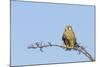 Common Kestrel Female at Rest-null-Mounted Photographic Print