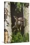 Common Kestrel Flying Between Silver Birch Trees-null-Stretched Canvas