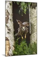Common Kestrel Flying Between Silver Birch Trees-null-Mounted Photographic Print