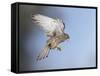 Common Kestrel Hovering-null-Framed Stretched Canvas