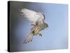 Common Kestrel Hovering-null-Stretched Canvas