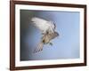 Common Kestrel Hovering-null-Framed Photographic Print