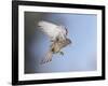 Common Kestrel Hovering-null-Framed Photographic Print