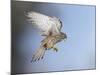 Common Kestrel Hovering-null-Mounted Photographic Print