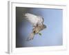 Common Kestrel Hovering-null-Framed Photographic Print