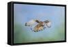 Common Kestrel in Flight-null-Framed Stretched Canvas