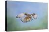 Common Kestrel in Flight-null-Stretched Canvas