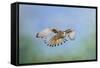 Common Kestrel in Flight-null-Framed Stretched Canvas