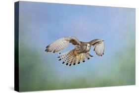 Common Kestrel in Flight-null-Stretched Canvas