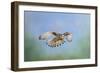 Common Kestrel in Flight-null-Framed Photographic Print