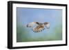 Common Kestrel in Flight-null-Framed Photographic Print