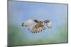 Common Kestrel in Flight-null-Mounted Photographic Print