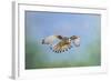 Common Kestrel in Flight-null-Framed Photographic Print