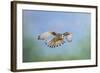 Common Kestrel in Flight-null-Framed Photographic Print