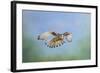 Common Kestrel in Flight-null-Framed Photographic Print