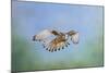 Common Kestrel in Flight-null-Mounted Photographic Print