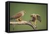 Common Kestrel Male Passing Food to Female-null-Framed Stretched Canvas
