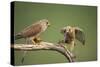 Common Kestrel Male Passing Food to Female-null-Stretched Canvas