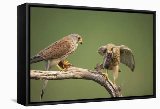 Common Kestrel Male Passing Food to Female-null-Framed Stretched Canvas