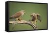 Common Kestrel Male Passing Food to Female-null-Framed Stretched Canvas