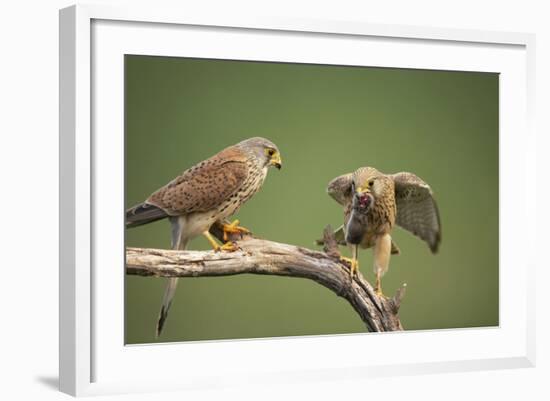 Common Kestrel Male Passing Food to Female-null-Framed Photographic Print