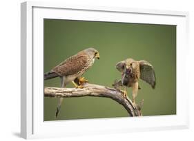 Common Kestrel Male Passing Food to Female-null-Framed Photographic Print