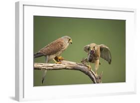 Common Kestrel Male Passing Food to Female-null-Framed Photographic Print