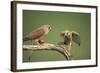 Common Kestrel Male Passing Food to Female-null-Framed Photographic Print