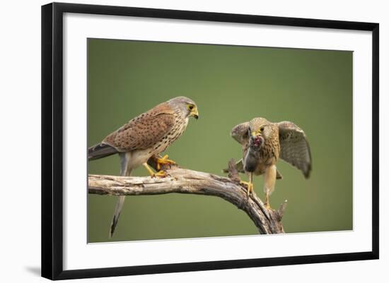 Common Kestrel Male Passing Food to Female-null-Framed Photographic Print