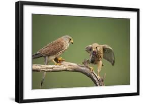 Common Kestrel Male Passing Food to Female-null-Framed Photographic Print