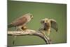 Common Kestrel Male Passing Food to Female-null-Mounted Photographic Print
