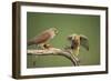 Common Kestrel Male Passing Food to Female-null-Framed Photographic Print