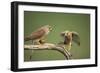 Common Kestrel Male Passing Food to Female-null-Framed Photographic Print