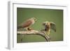 Common Kestrel Male Passing Food to Female-null-Framed Photographic Print