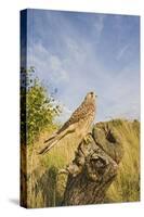 Common Kestrel Perched on Stump-null-Stretched Canvas