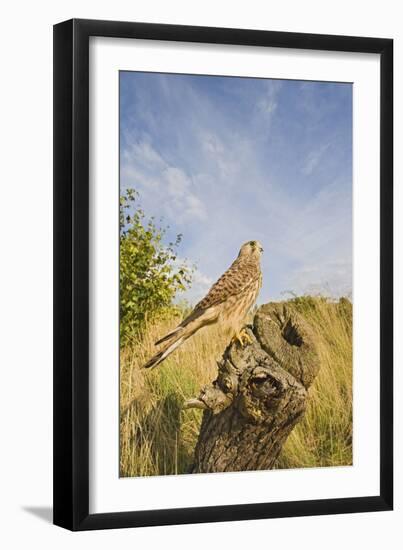 Common Kestrel Perched on Stump-null-Framed Photographic Print