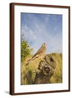 Common Kestrel Perched on Stump-null-Framed Photographic Print