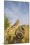 Common Kestrel Perched on Stump-null-Mounted Photographic Print