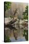 Common Kestrel with Reflection-null-Stretched Canvas